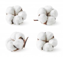 Fleur de coton